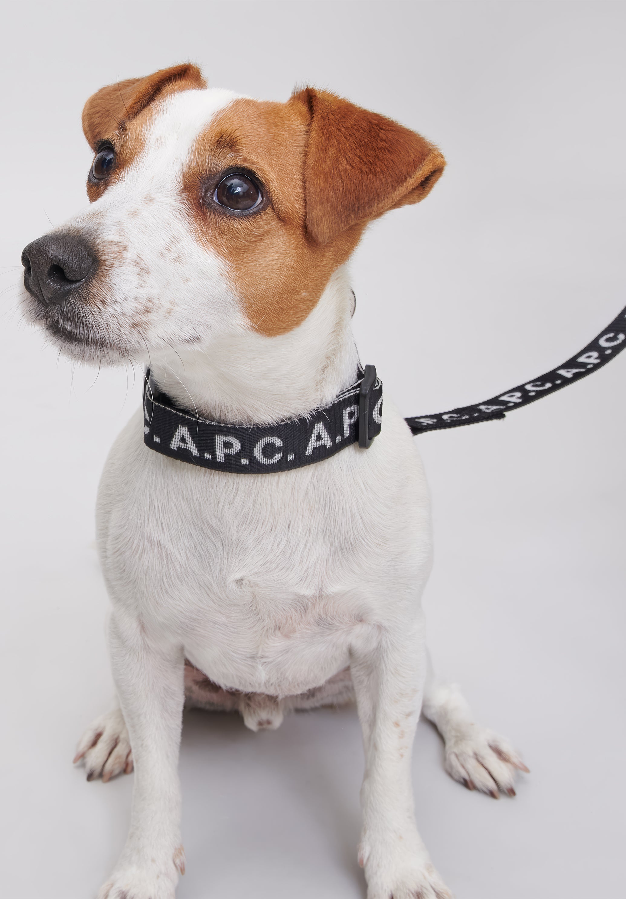 Toutou Logo collar - 6