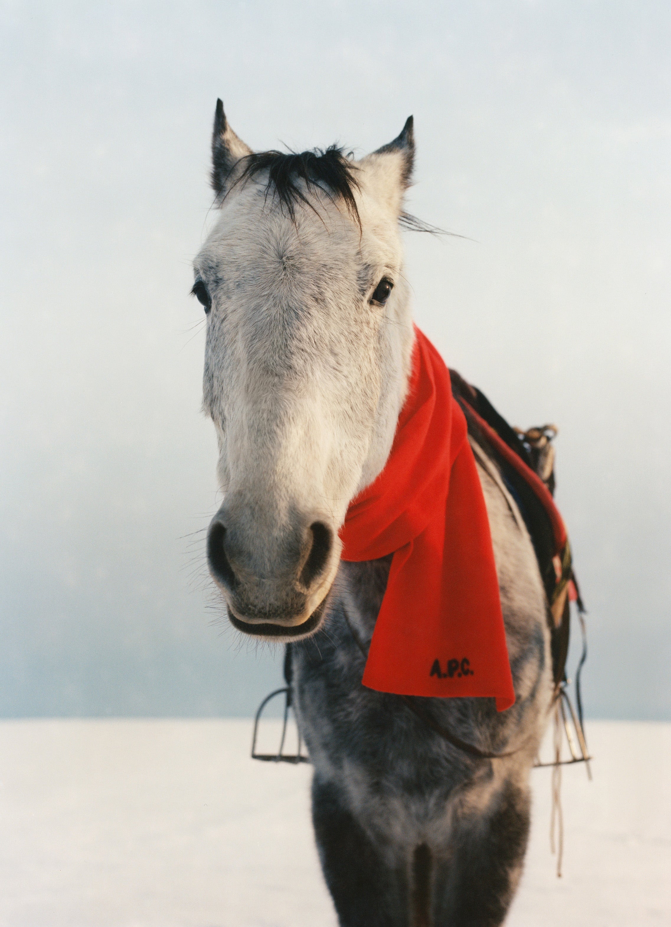 CARTE BLANCHE #7: BETWEEN HERE AND HOME